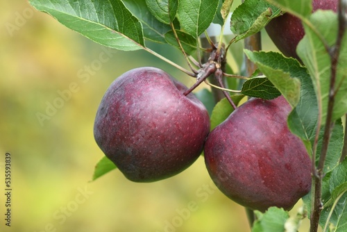 Odmiana jabłoni (Male domestica) Fuji o pięknym, przykuwającym uwagę kolorze owoców