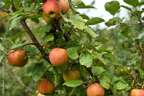 Szara Reneta (Malus domestica). Stara i ceniona odmiana jabłoni, doskonała na przetwory