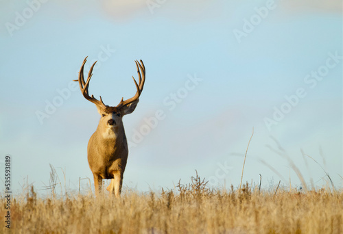 Cuadro en lienzo Mule Deer buck with large antlers on a ridge top in open habitat during the autu