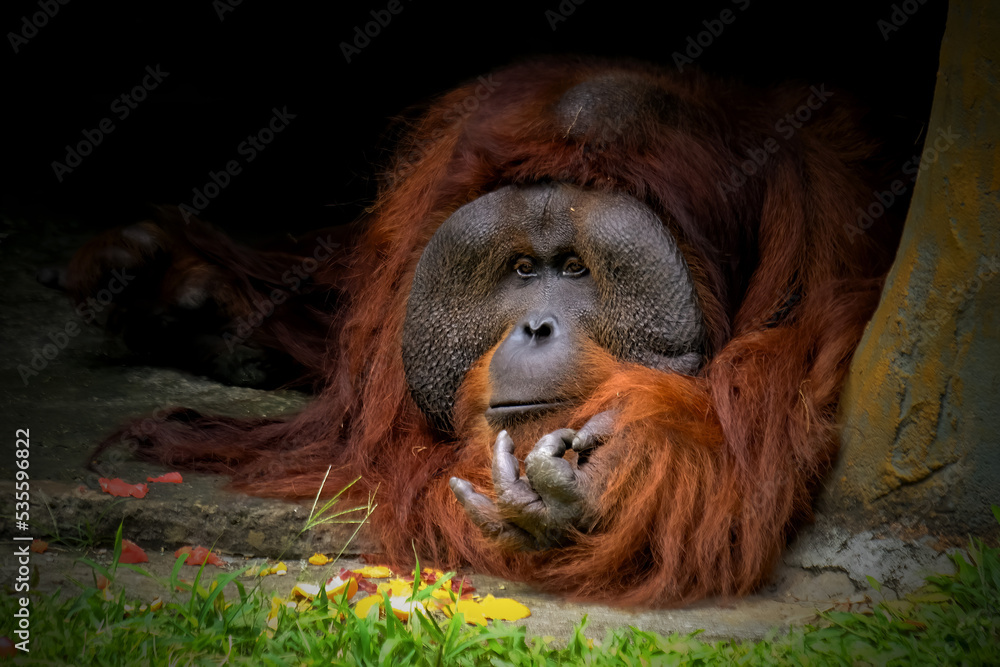 Obraz premium Orangutan face