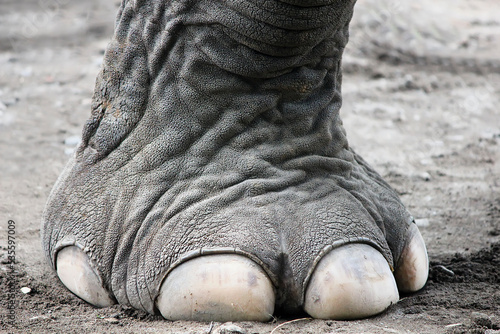 close-up of elephant's feet and hooves looks really big photo