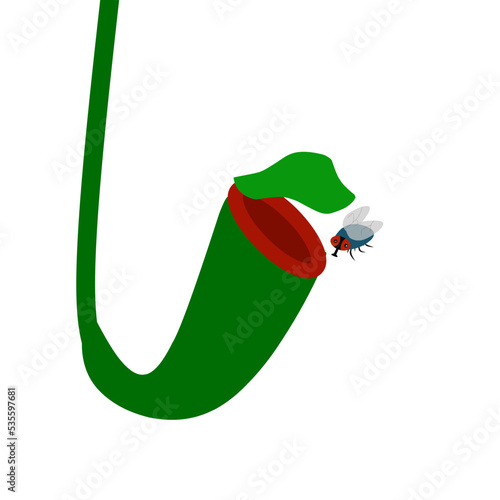Nepenthes plant vector illustration