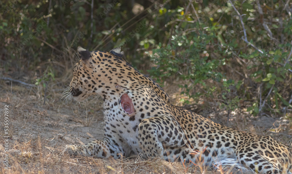 An adult male leopard grooming and resting on a rugged terrain with tall brown grass. Natta a Sri Lankan leopard (Panthera pardus kotiya) from Wilpattu National Park, in the island of Sri Lanka. An adult male leopard grooming and resting on a rugged terrain with tall brown grass. Natta a Sri Lankan leopard (Panthera pardus kotiya) from Wilpattu National Park, in the island of Sri Lanka.