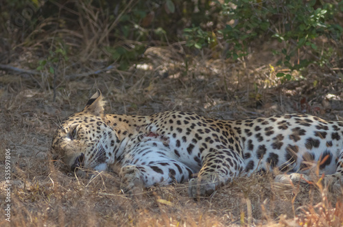 An adult male leopard sleeping on rugged terrain with tall brown grass. Natta, a Sri Lankan leopard (Panthera pardus kotiya) from Wilpattu National Park, on the island of Sri Lanka. 