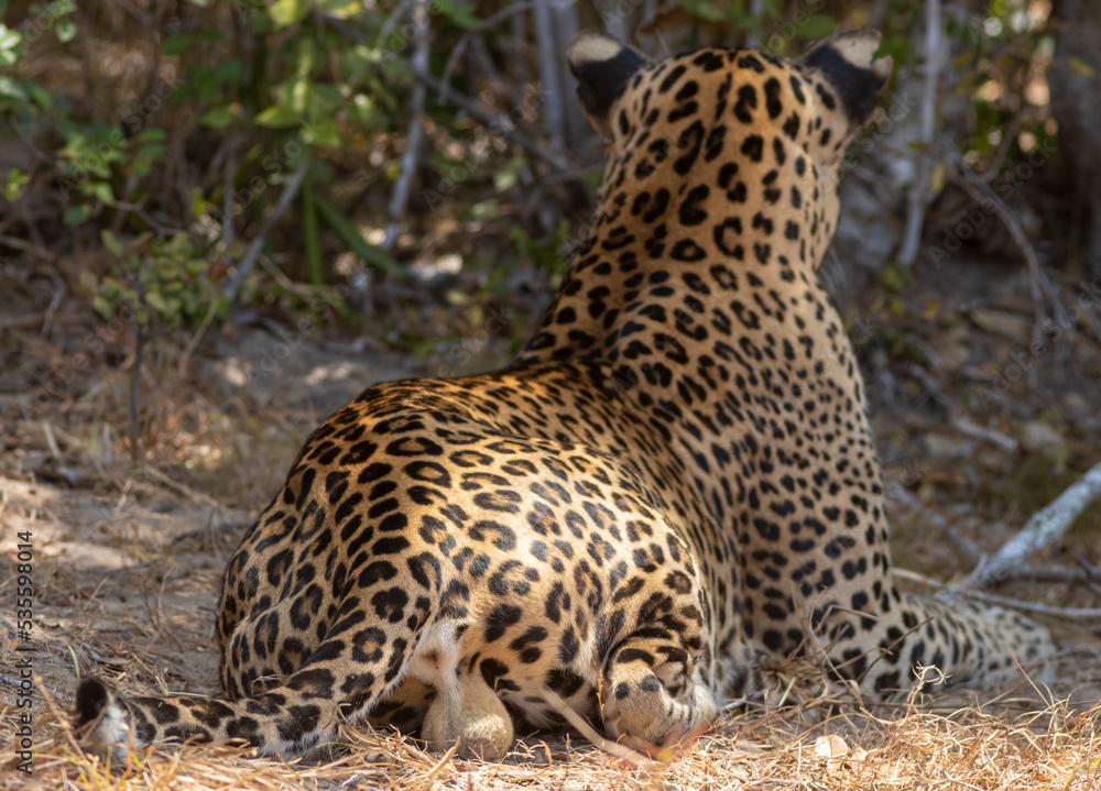 Testes, testicles, balls of an adult male leopard. Natta, a Sri Lankan leopard (Panthera pardus kotiya) from Wilpattu National Park, on the island of Sri Lanka. Testes, testicles, balls of an adult male leopard. Natta, a Sri Lankan leopard (Panthera pardus kotiya) from Wilpattu National Park, on the island of Sri Lanka.