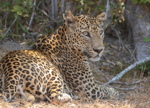 An adult male leopard grooming and resting on rugged terrain with tall brown grass. Natta  a Sri Lankan leopard  Panthera pardus kotiya  from Wilpattu National Park  in the island of Sri Lanka. 