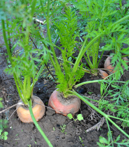 Carrots growing in open organic soil