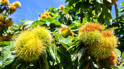 Chestnuts in hedgehogs hang at autumn . Chestnuts forest on at sunlight