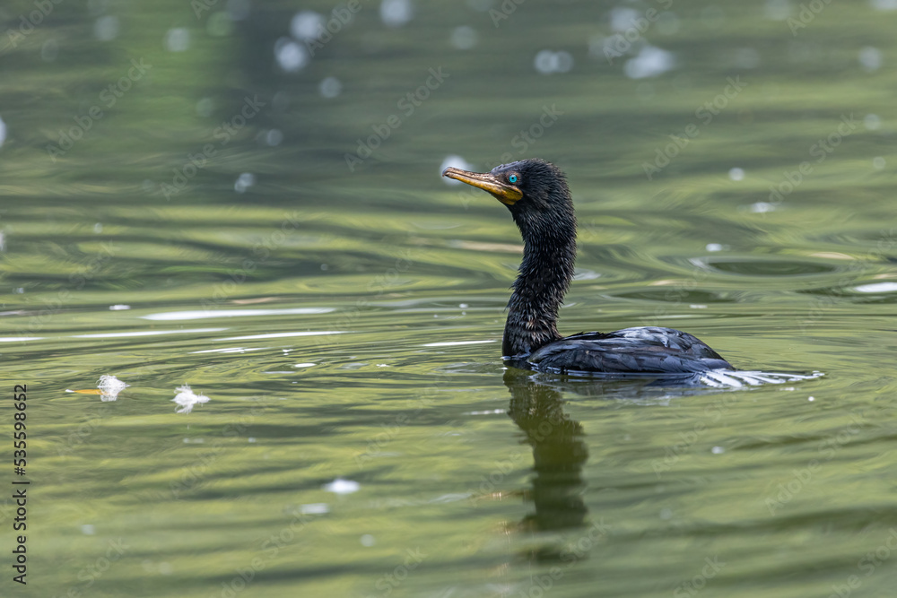 Fototapeta premium A great Cormorant in a lake in search of food