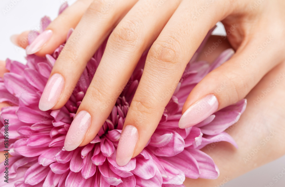 Women's hands with a beautiful pale pink manicure. The girl is holding a lilac chrysanthemum. Professional care for hands.
