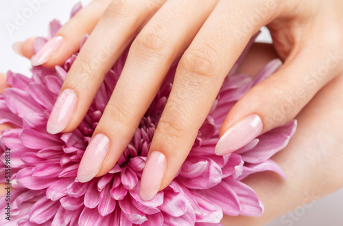 Women's hands with a beautiful pale pink manicure. The girl is holding a lilac chrysanthemum. Professional care for hands.