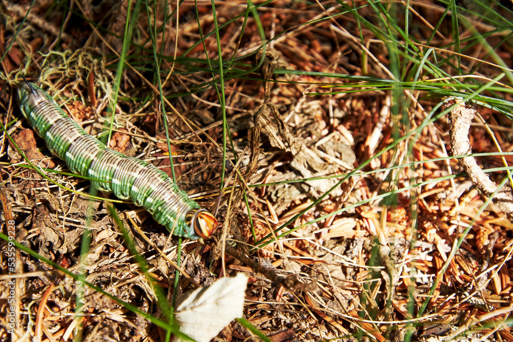 Big long green caterpillar crawling on the ground in the dry fir needles. Insects and animals in the wild Big long green caterpillar crawling on the ground in the dry fir needles. Insects and animals in the wild