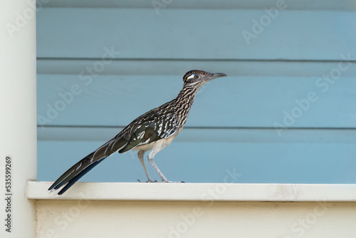 A Greater roadrunner perches on porch railing at Mitchell Lake, San Antonio, Texas. photo