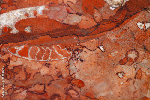 Red fossiliferous limestone photo