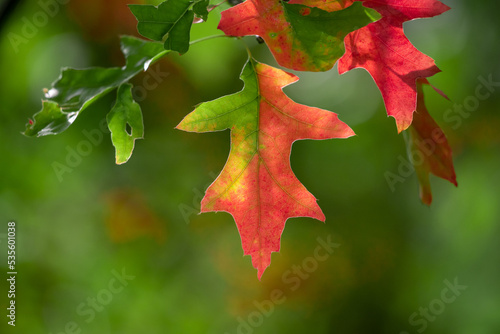 Autumn landscape.  Beautiful autumn background for your design.