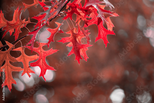 Autumn landscape. Beautiful autumn background for your design.