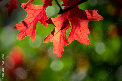 Beautiful autumn background for your design.