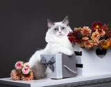 Regdoll kitten, catregdoll cat white and flowers