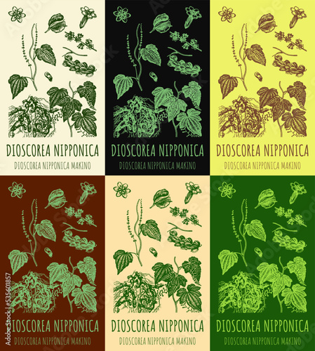 Set of vector drawings of DIOSCOREA NIPPONICA in different colors. Hand drawn illustration. Latin name DIOSCOREA NIPPONICA MAKINO.
