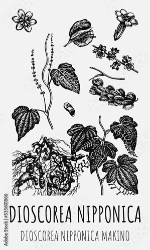 Vector drawings of DIOSCOREA NIPPONICA. Hand drawn illustration. Latin name DIOSCOREA NIPPONICA MAKINO.
