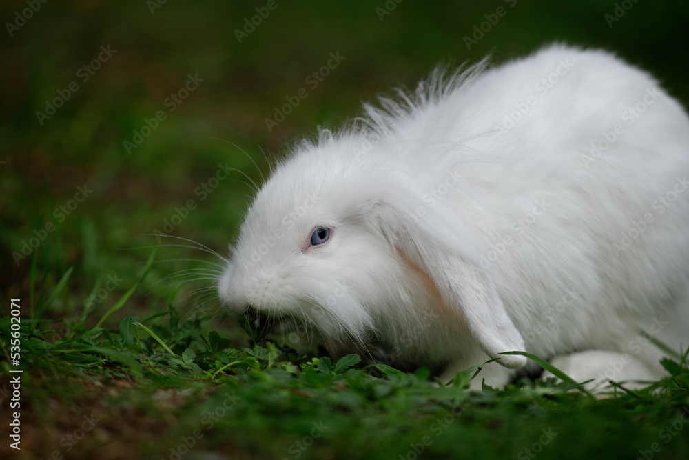 kleiner weißer hase kleiner weißer hase