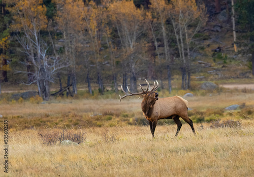 ELk Herd