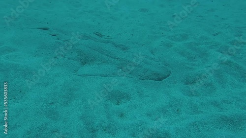 Squatina squatina, angelshark or monkfish resting buried in the sand in Tenerife coast at Canary Islands in Spain