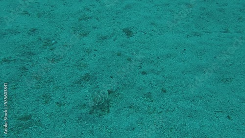 Slow motion 120 fps video of a Bothus podas, lenguado, Rombo di rena or Wide-eyed flounder