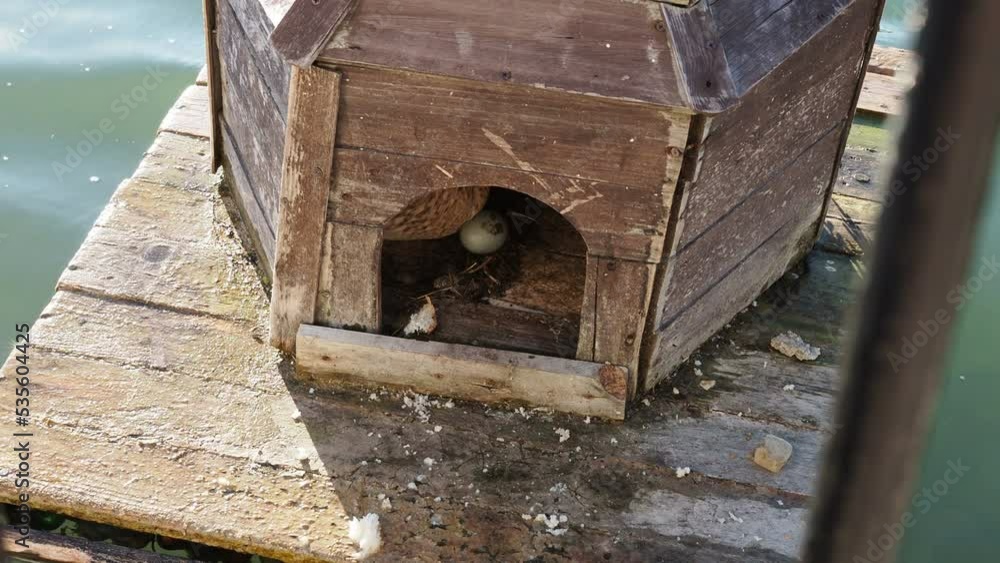duck house floating on the pond near the shore