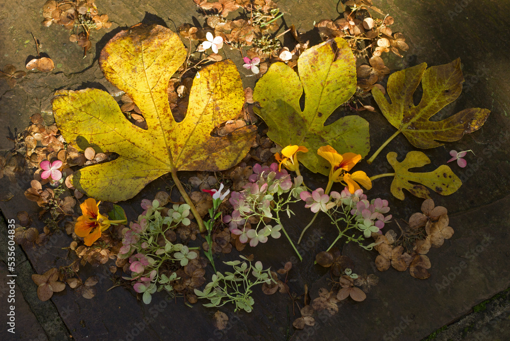 Autumn fig leaves and flowers Autumn fig leaves and flowers