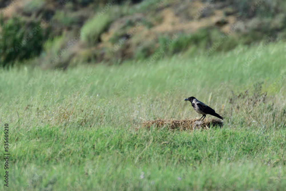 Birds Hooded Crow Corvus cornix in the wild Birds Hooded Crow Corvus cornix in the wild