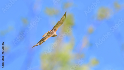 Long-legged Buzzard Buteo rufinus flying in the sky photo