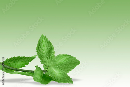 Sprig of fresh mint on green background, copy space.