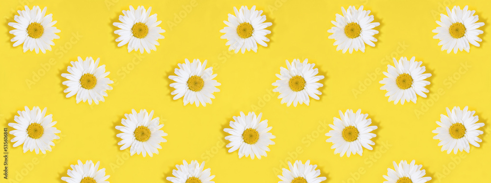 Top view of white chamomile on the yellow background. Pattern. Flat lay. Top view of white chamomile on the yellow background. Pattern. Flat lay.