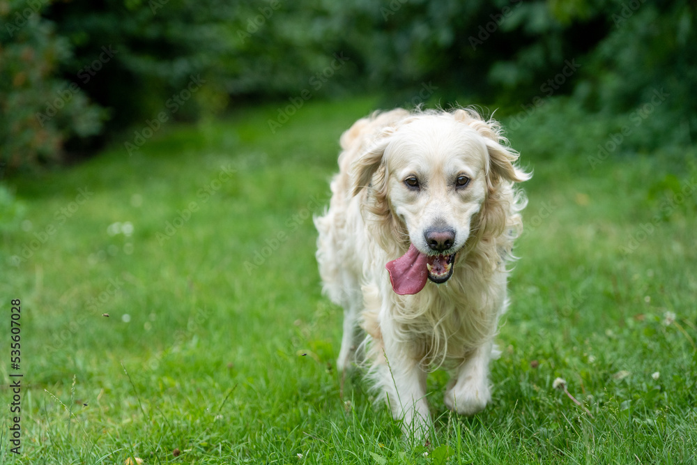 golden retriever running