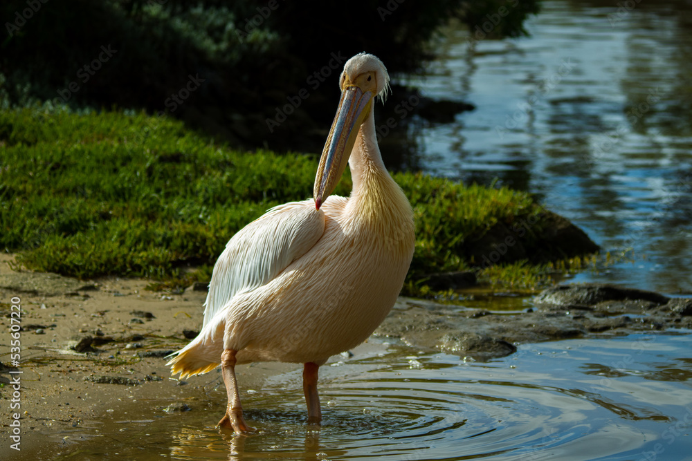 Great white pelican at berg river estuary Velddrif Great white pelican at berg river estuary Velddrif