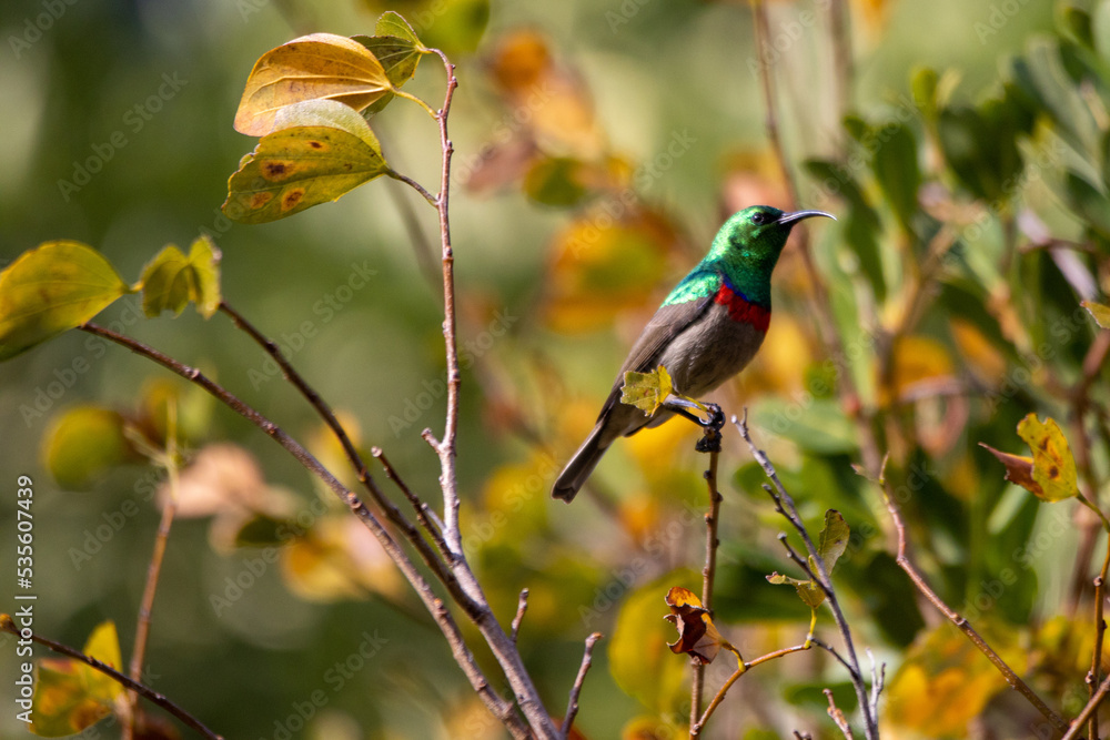 Southern double-collared sunbird perched on branch Southern double-collared sunbird perched on branch