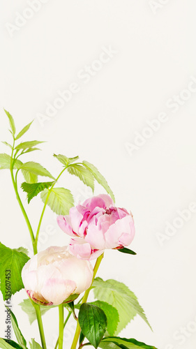 Tender  romantic flower composition with beautiful bouquet of peonies on a white background with copy space. Soft focus style image  smartphone format. Phone background