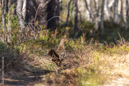 A female capercaillie walks along a forest road in summer
