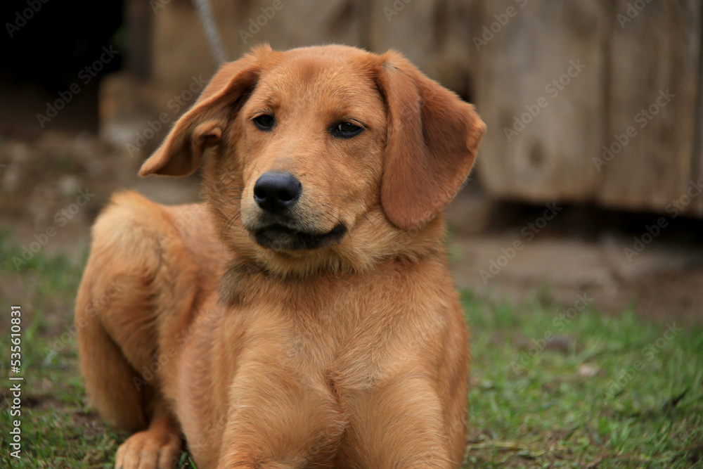 a brown puppy tied to a chain