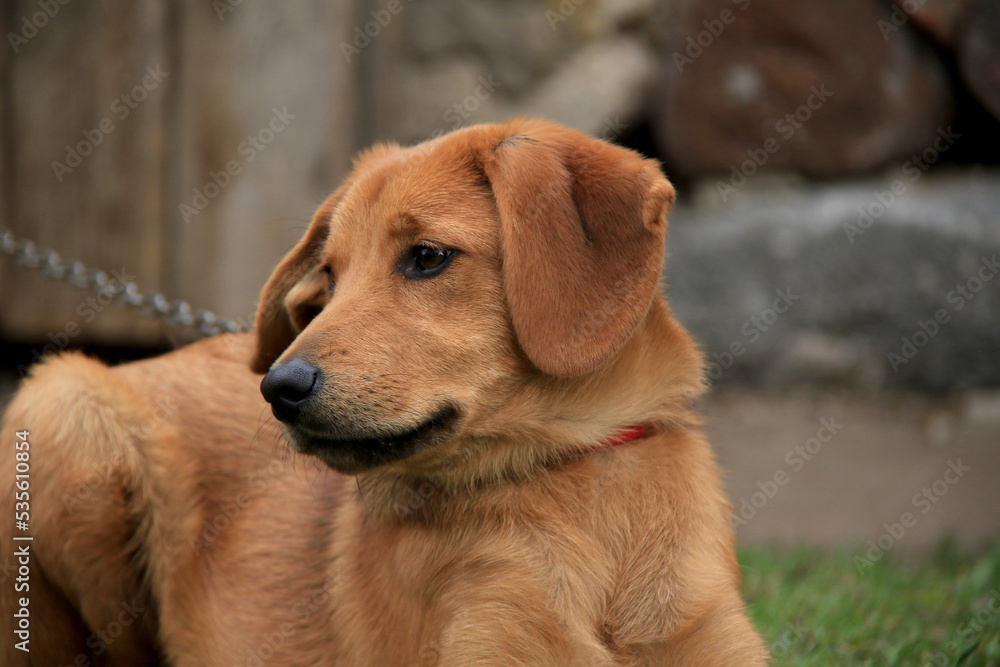 a brown puppy tied to a chain