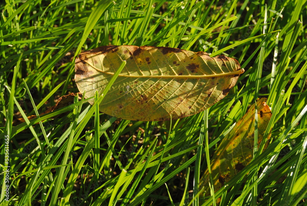 Leaf on the grass Leaf on the grass
