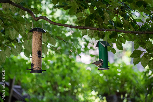 Garden bird tube feeder in a garden full of food
