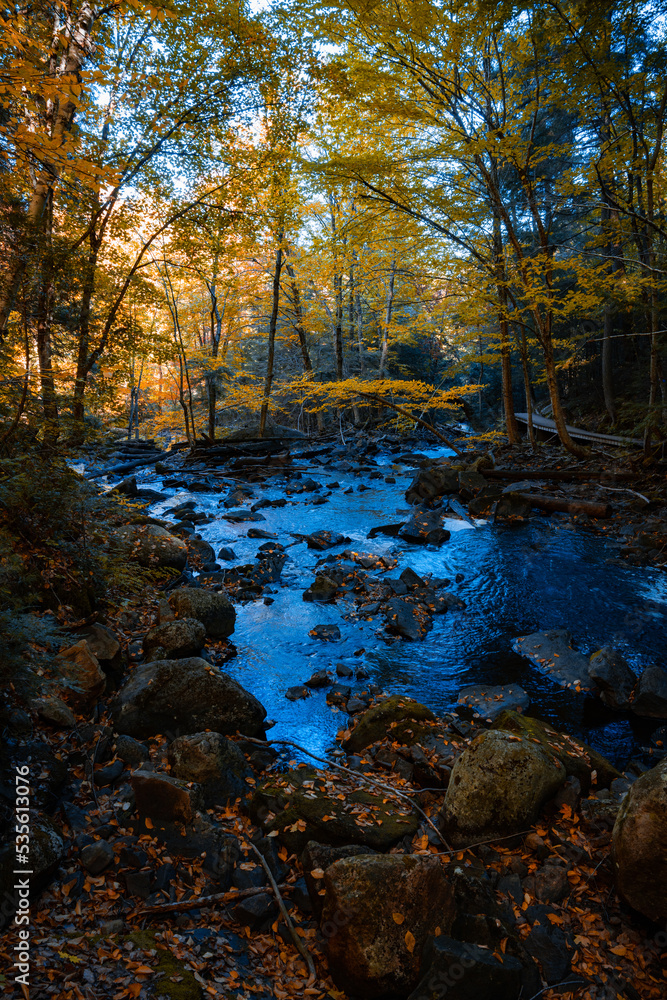 autumn in the forest autumn in the forest