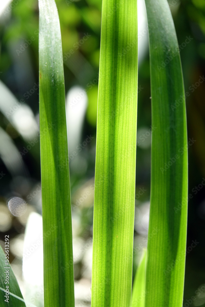 Obraz premium Graeser an einem Teich