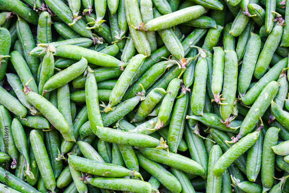 Agricultural production background, fresh ripe and organic pea pods Agricultural production background, fresh ripe and organic pea pods