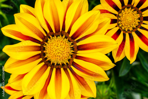 Closeup of Gazanias  Treasure flower or African Daisy  showy brightly colored daisy-like flower