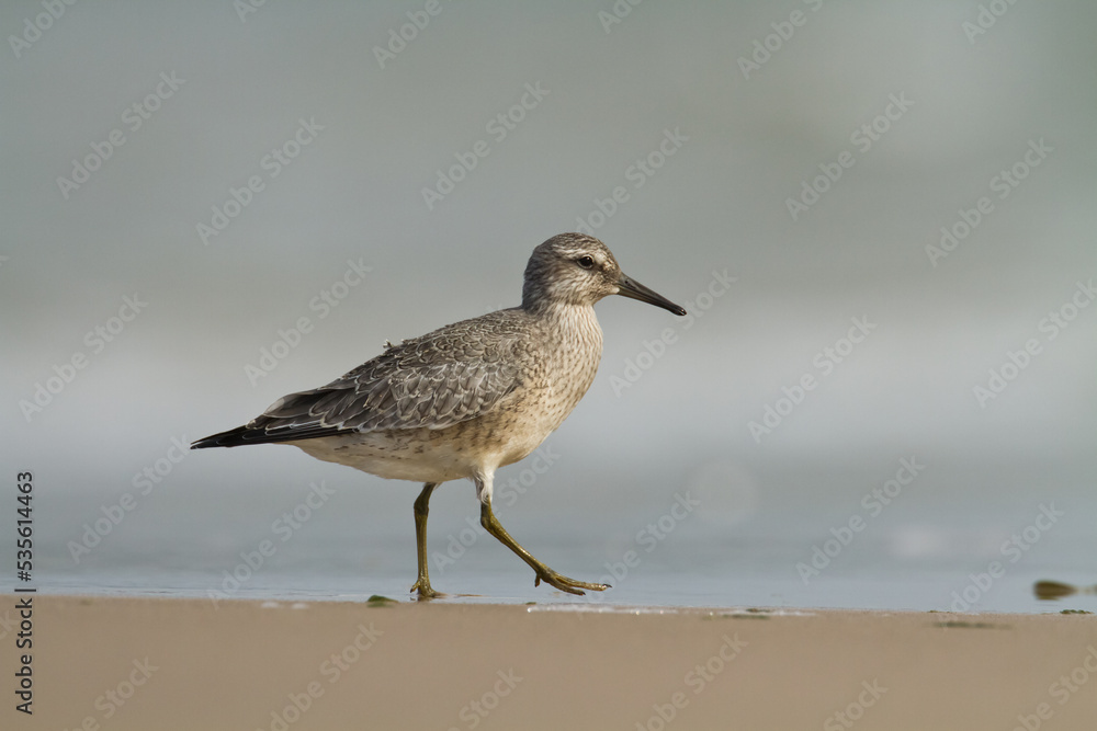 Shorebird - juvenile Calidris canutus, Red Knot on the Baltic Sea shore, migratory bird Poland Europe Shorebird - juvenile Calidris canutus, Red Knot on the Baltic Sea shore, migratory bird Poland Europe