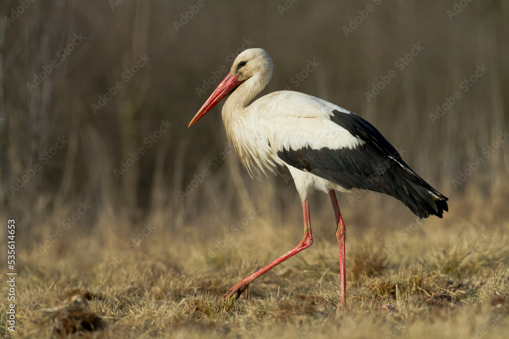 Bird White Stork Ciconia ciconia hunting time early spring in Poland Europe Bird White Stork Ciconia ciconia hunting time early spring in Poland Europe