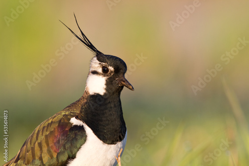 Cuadro en lienzo Bird Lapwing Vanellus vanellus on green background spring time Poland Europe mig